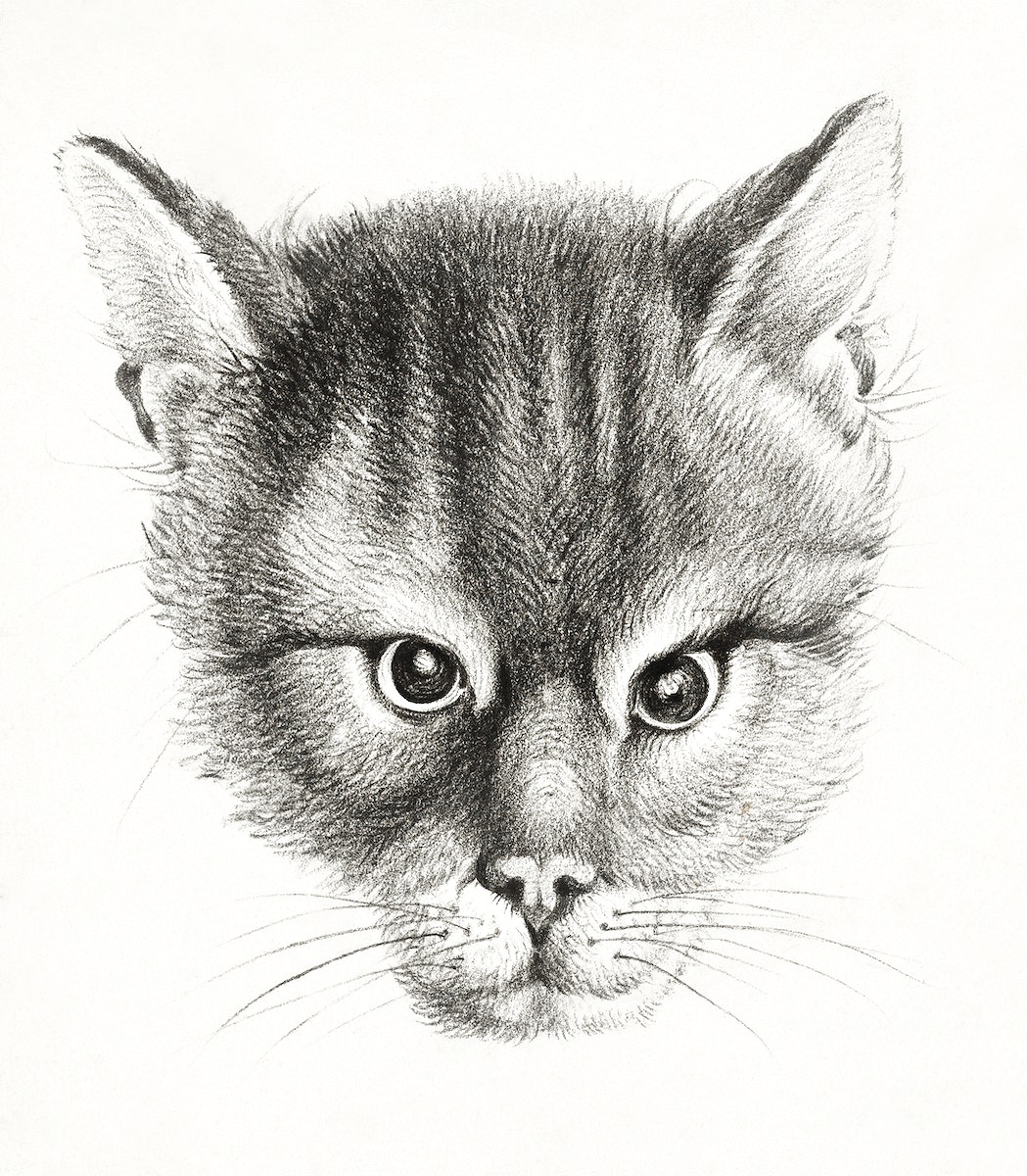 Bob the Cat avatar picture