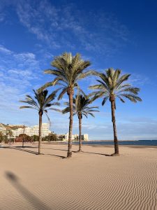 Beach sand and palms (Valencia, Spain)